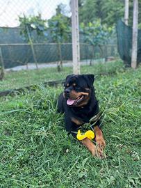 Rottweiler