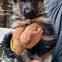 Cuccioli pastore tedesco