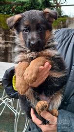 Cuccioli pastore tedesco
