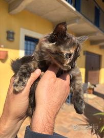 Gattina tartarugata dolce e curiosa