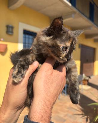 Gattina tartarugata dolce e curiosa