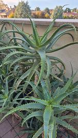 Bellissime Aloe Arborescens 8/10 anni
