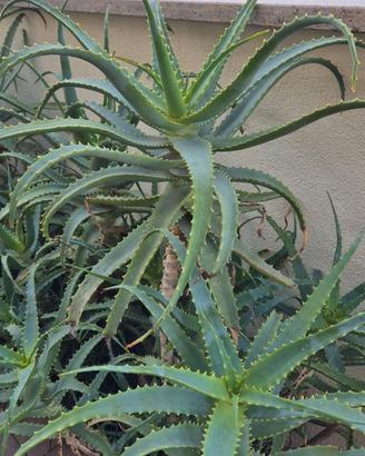 Bellissime Aloe Arborescens 8/10 anni