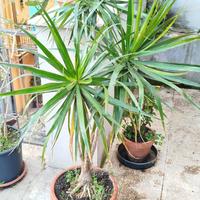 Pianta Dracena marginata 