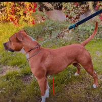 American Staffordshire Terrier AMSTAFF