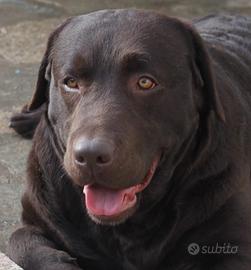 Labrador