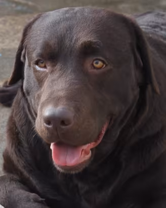 Labrador