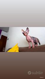 Cuccioli sphynx