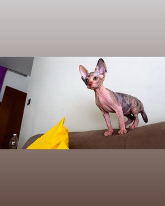 Cuccioli sphynx
