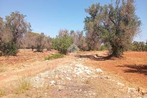 TER. AGRICOLO A CAROVIGNO