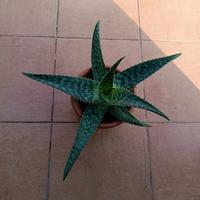 Pianta grassa, Aloe