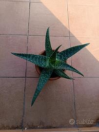 Pianta grassa, Aloe