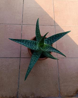 Pianta grassa, Aloe