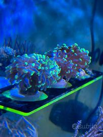 Euphyllia corallo acquario marino LPS