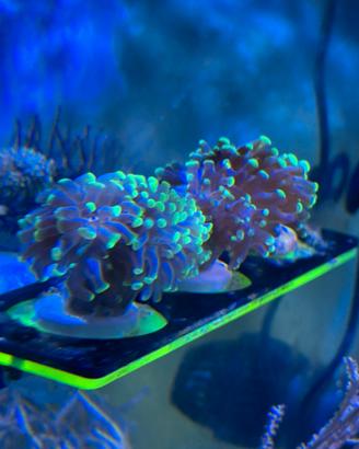 Euphyllia corallo acquario marino LPS