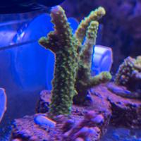 Coralli sps acquario marino