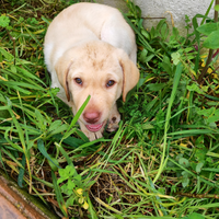 Vendo cucciolo labrador con pedigree