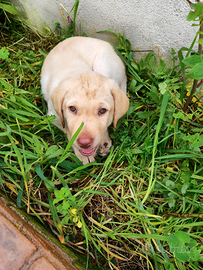 Vendo cucciolo labrador con pedigree