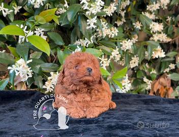 Barboncino Toy - Cuccioli Selezionati