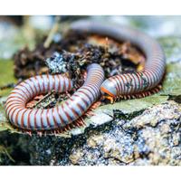 Spirobolus caudulanus ( millepiedi arcobaleno )