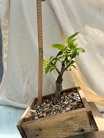 Pre bonsai melo giapponese