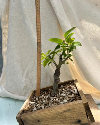 Pre bonsai melo giapponese