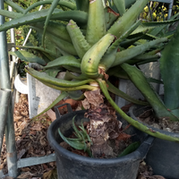 Pianta grande in vaso Aloe arborescensis foglia la