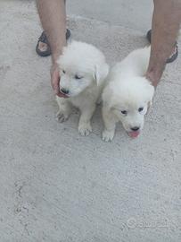 Pastore abruzzese