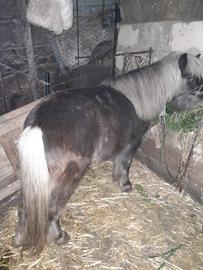 Mini pony