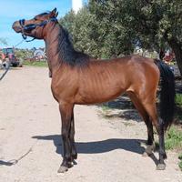 Cavallo