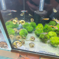 Lumache e neocaridine