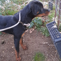 Cucciola Rottweiler