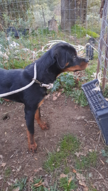 Cucciola Rottweiler