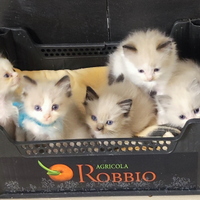 Be££issimi e dolcissimi cuccioli di Ragdoll