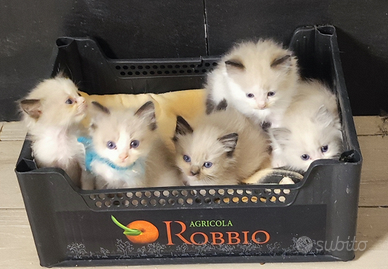 Be££issimi e dolcissimi cuccioli di Ragdoll