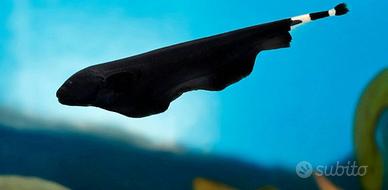 Apteronotus albifrons - pesce coltello