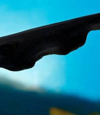 Apteronotus albifrons - pesce coltello