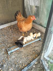 Chioccia con pulcini