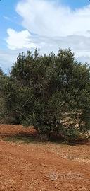 Terreno agricolo 5000mq con alberi