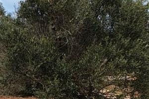Terreno agricolo 5000mq con alberi