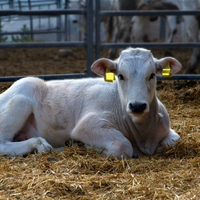 Vitelli da riproduzione