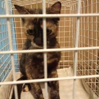 Gattina sterilizzata