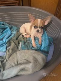 Maschietto di chihuahua toy