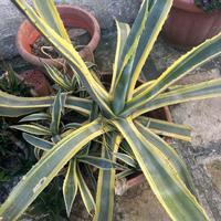 Agave  americana