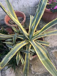 Agave  americana
