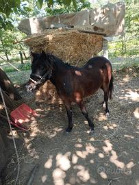 Pony femmina