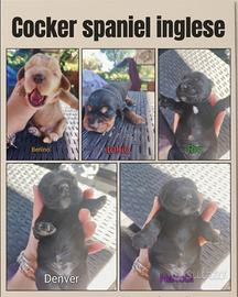Cocker spaniel inglese