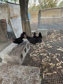Pulcini di bantam