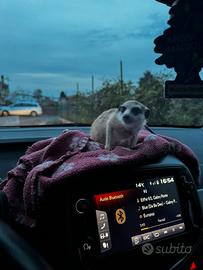 Cucciola di Suricata 4 mesi