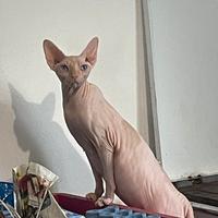 Canadian sphynx